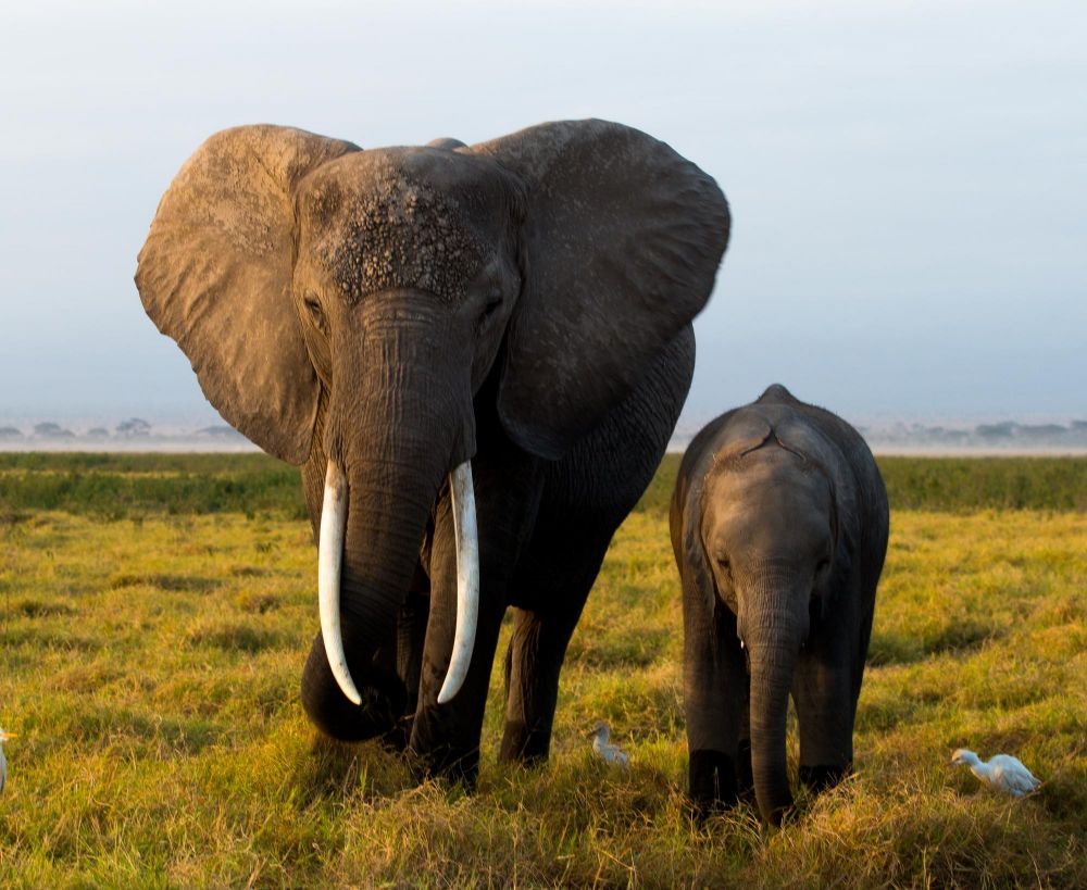 Eléphant mère et son éléphanteau