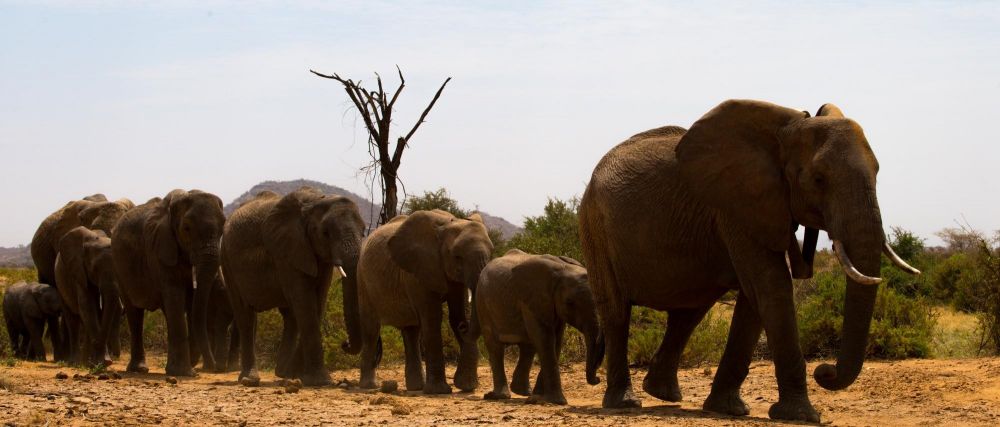 Troupeau d'éléphants