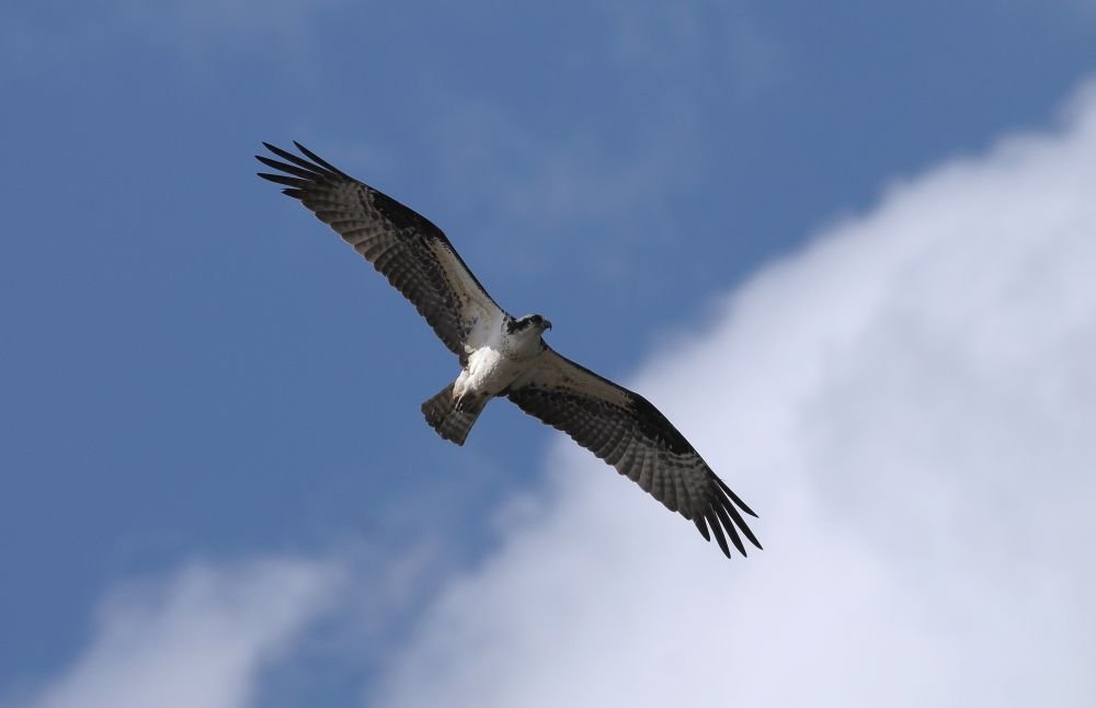 Balbuzard pêcheur