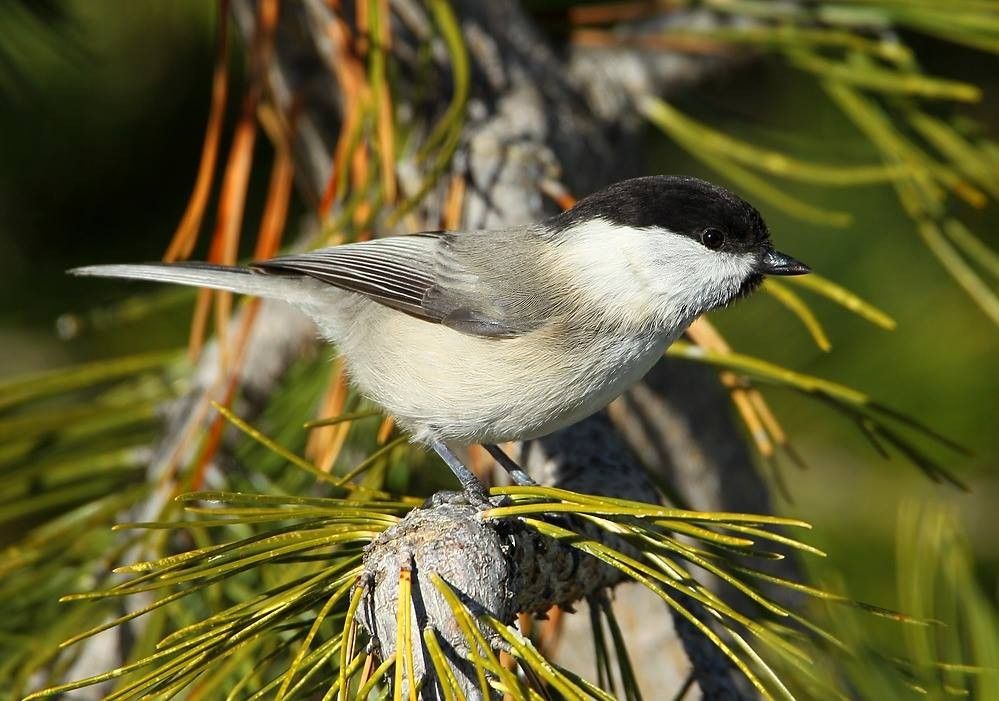 Mésange boréale