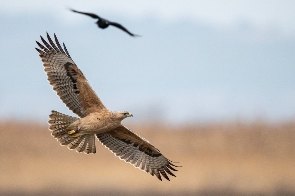 Aigle de Bonelli