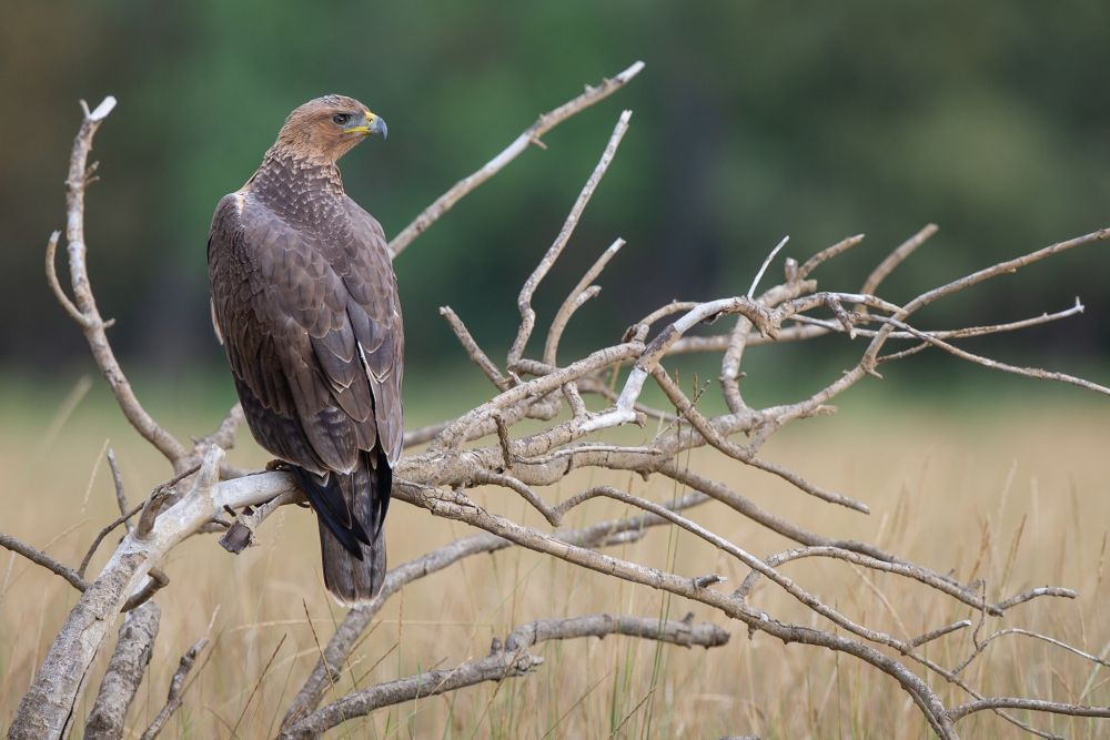 Aigle de Bonelli juvénile