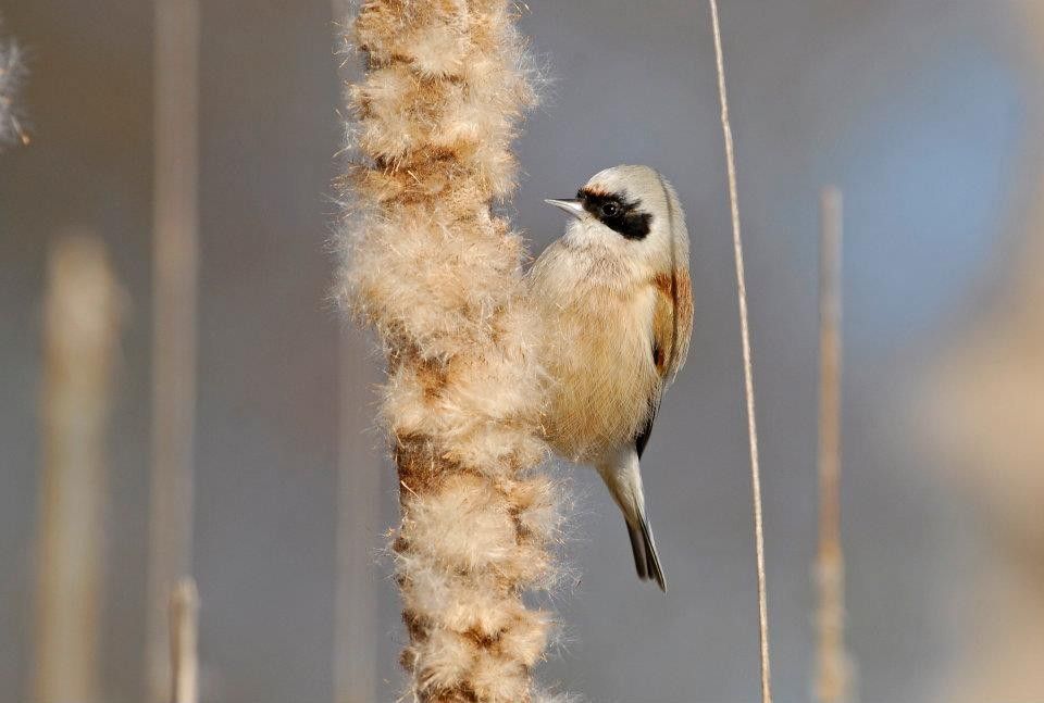 Rémiz penduline