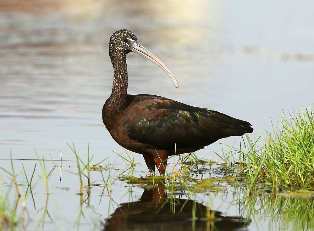 Ibis falcinelle