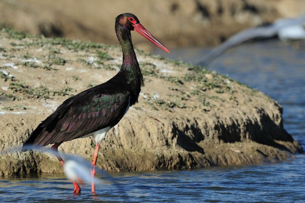 Cigogne noire