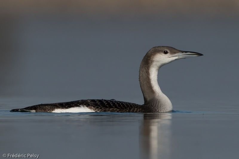 Plongeon arctique