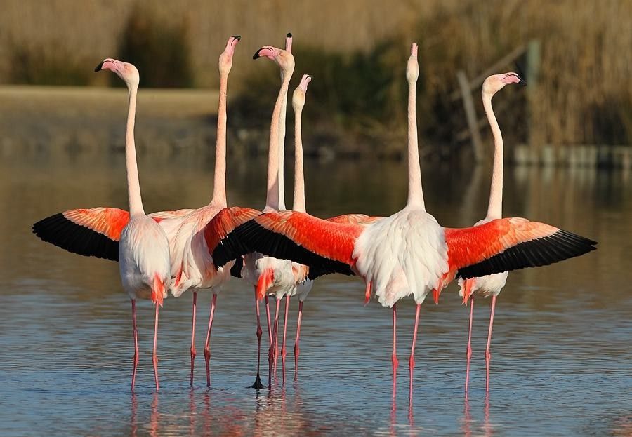 Flamant rose