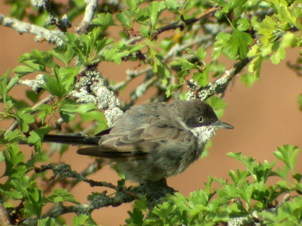 Fauvette orphée