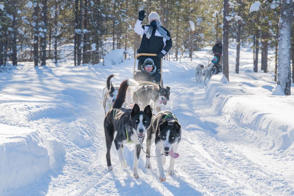 Expérience chiens de traineau