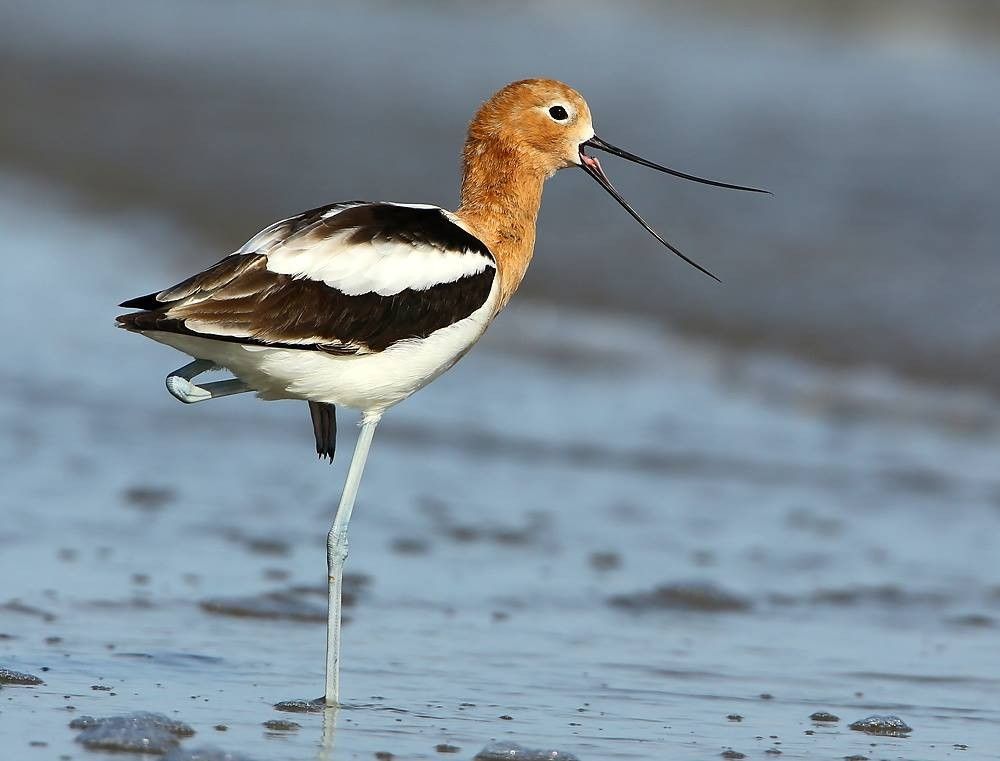 Avocette d'Amérique