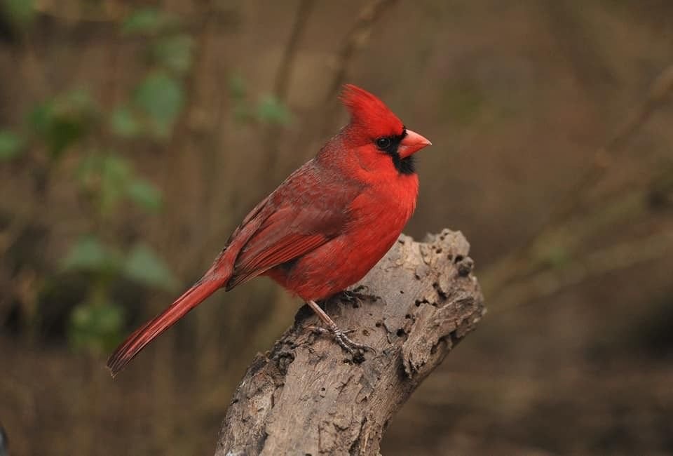 Cardinal rouge