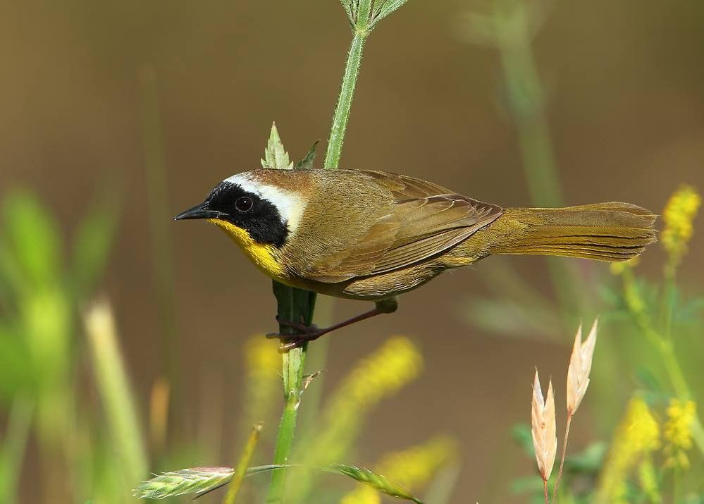 Paruline masquée