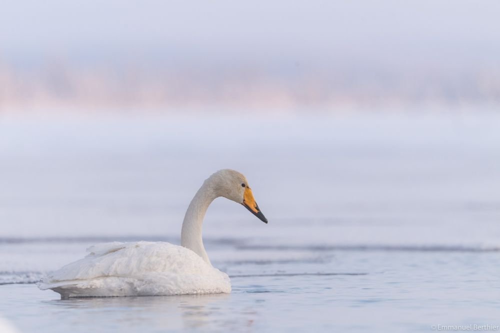 Cygne Chanteur