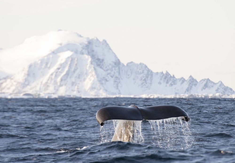 Baleines des Vesteralen