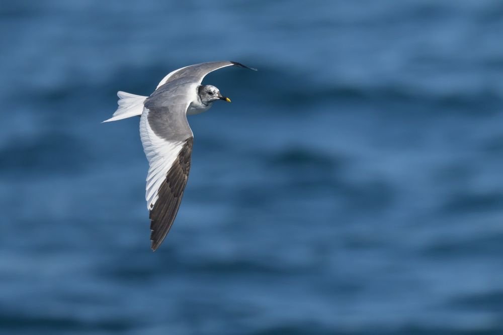 Mouette de Sabine