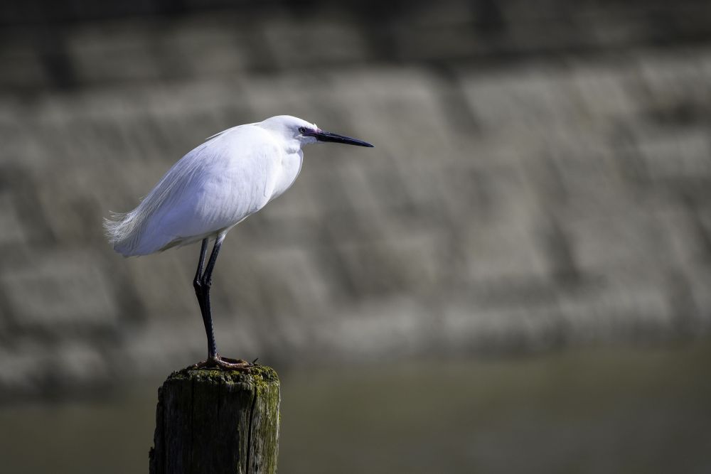 Aigrette garzette