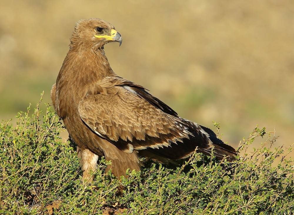 Aigle des steppes