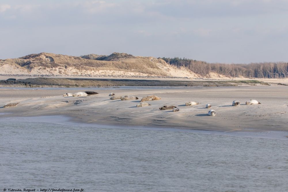 Baie d'Authie en hiver