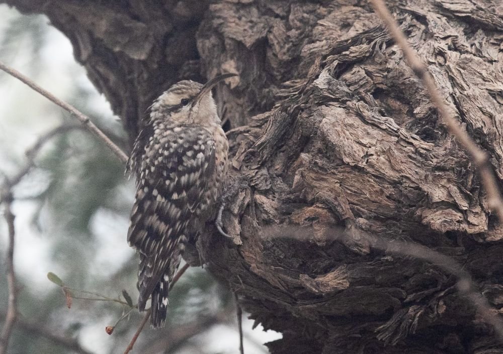 Salpornis tacheté