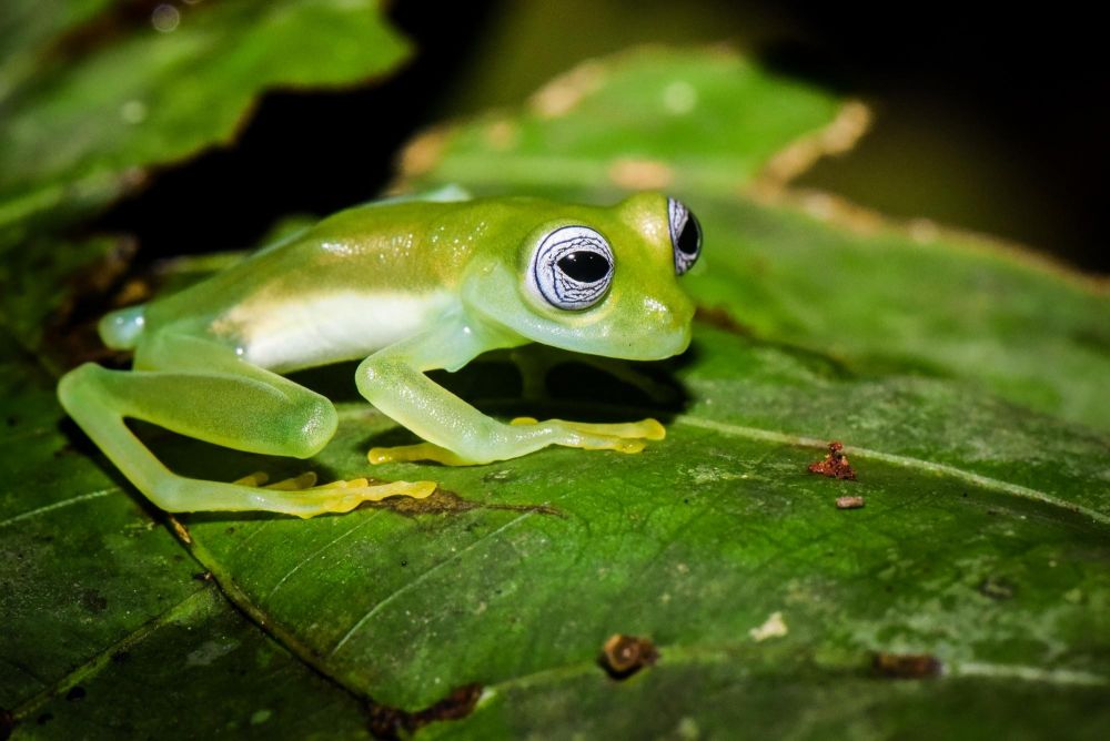 Grenouille de cristal (Centrolenidé)