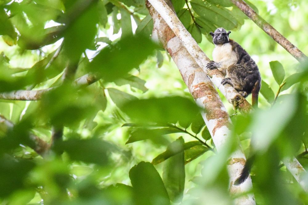 Tamarin de Geoffroy