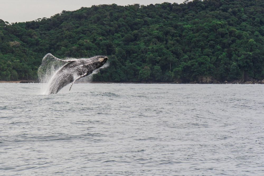 Baleine à bosse (juillet à octobre)