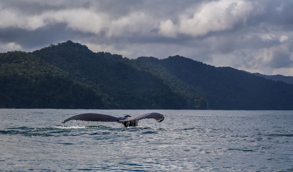 Baleine à bosse (juillet à octobre)