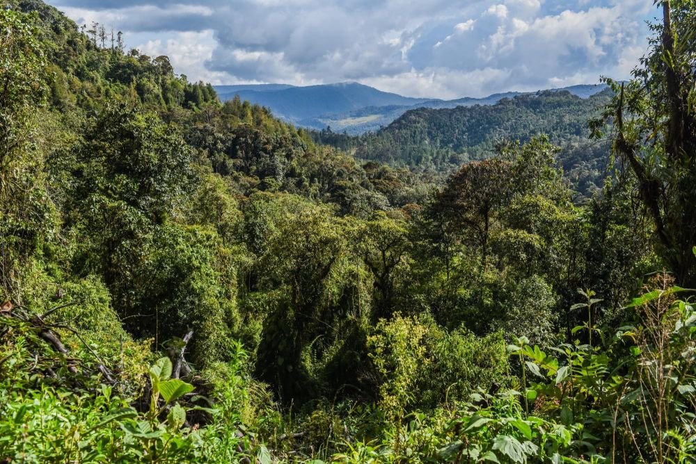 Forêts d'altitude, cordillère des Andes