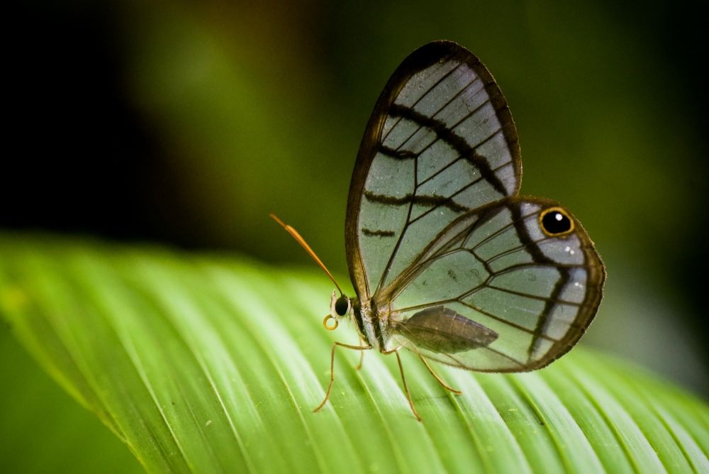 Papillon de verre (ailes transparentes)