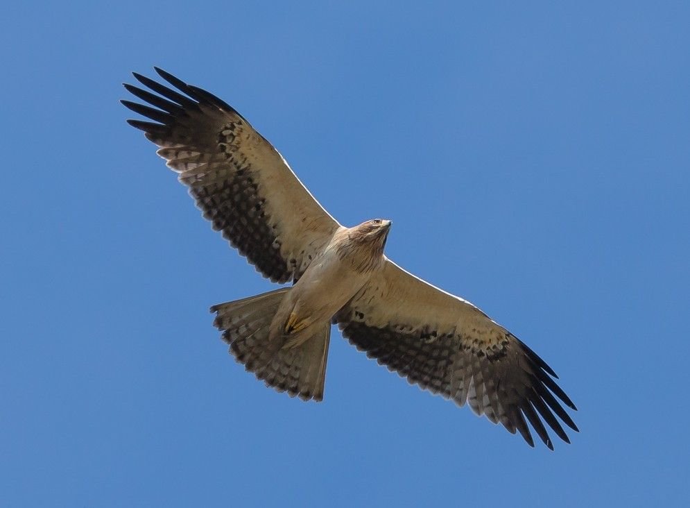 Aigle botté