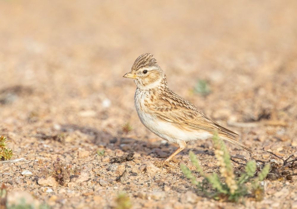 Alouette pispolette