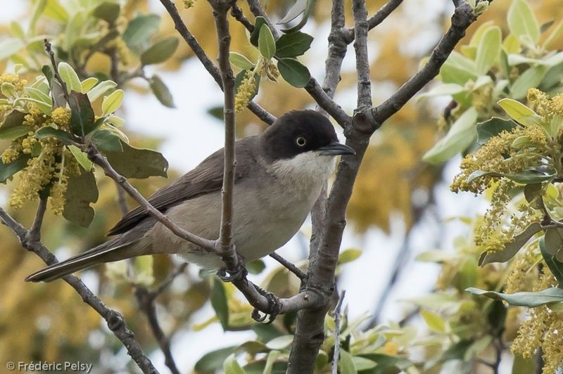 Fauvette orphée