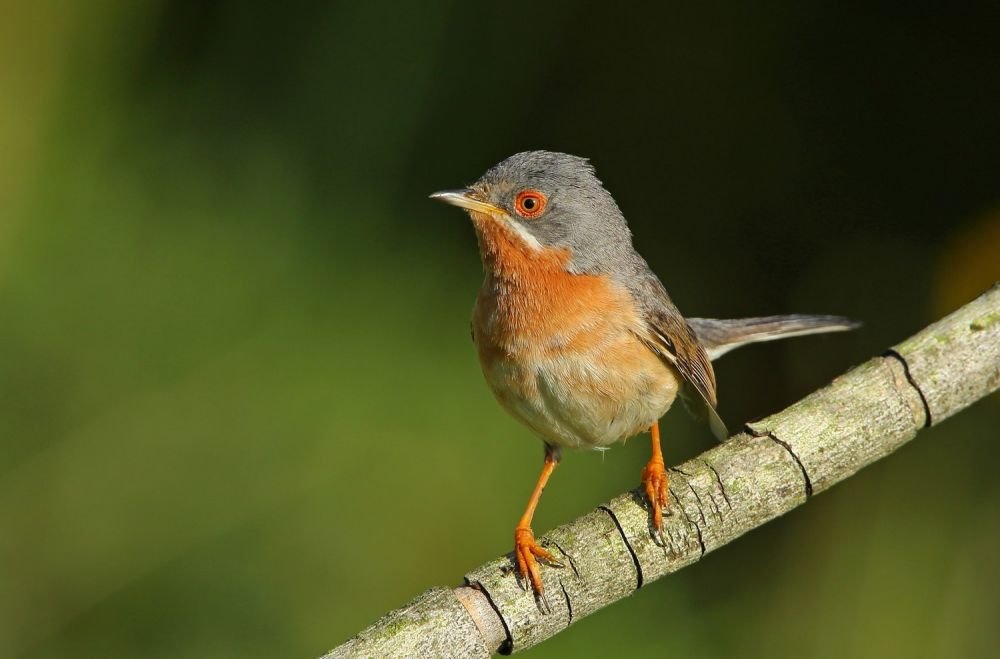 Fauvette passerinette