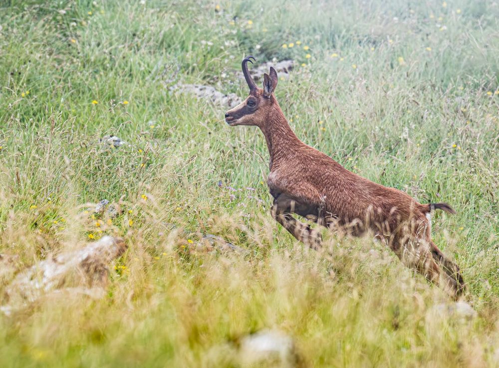 Isard des Pyrénées