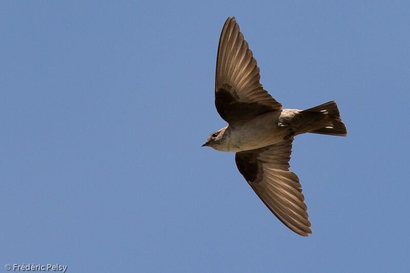 Hirondelle de rochers