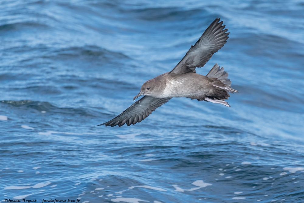 Puffin des Baléares