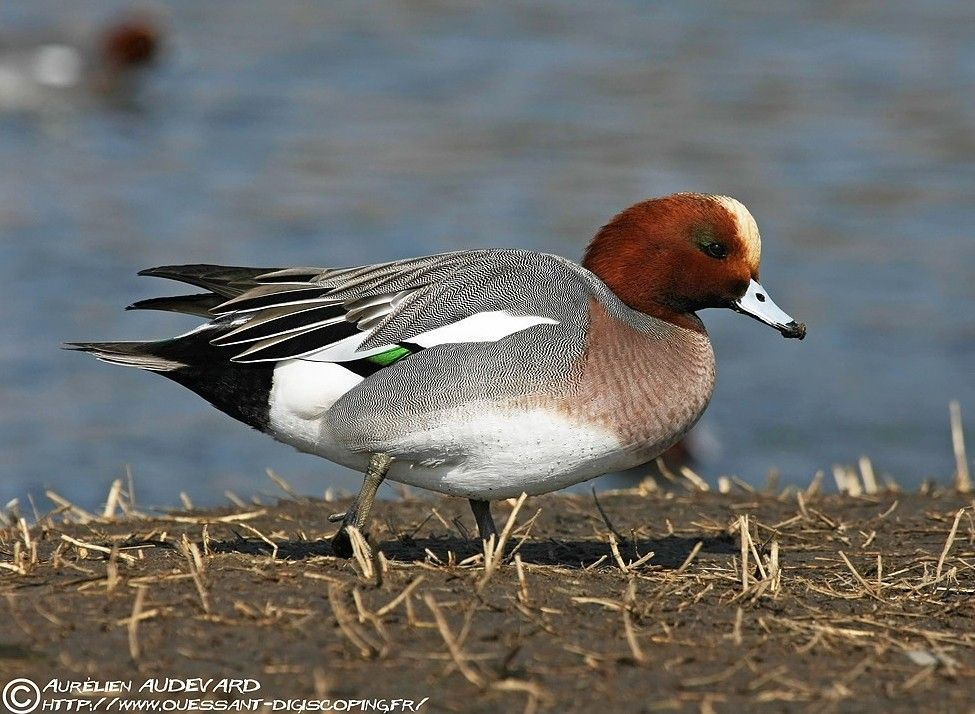 Canard siffleur