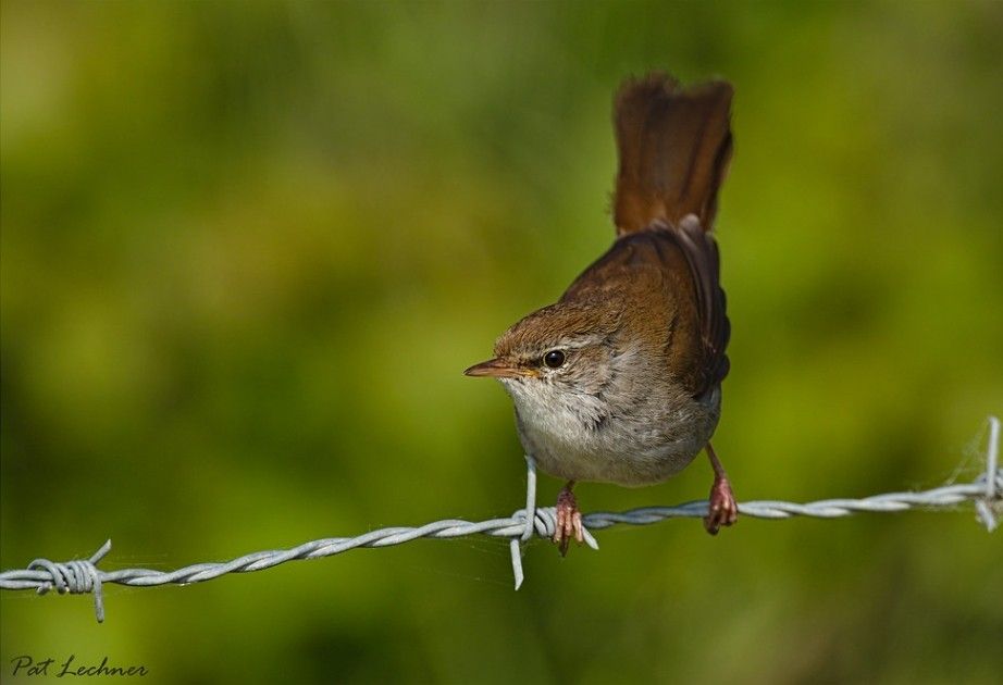 Bouscarle de Cetti