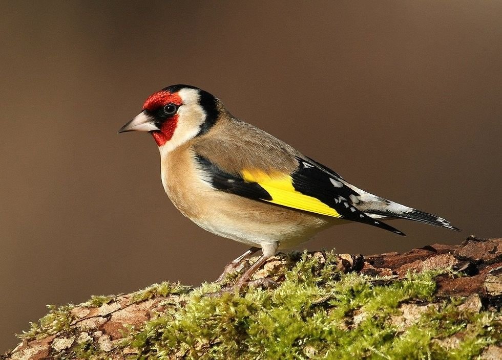 Chardonneret élégant