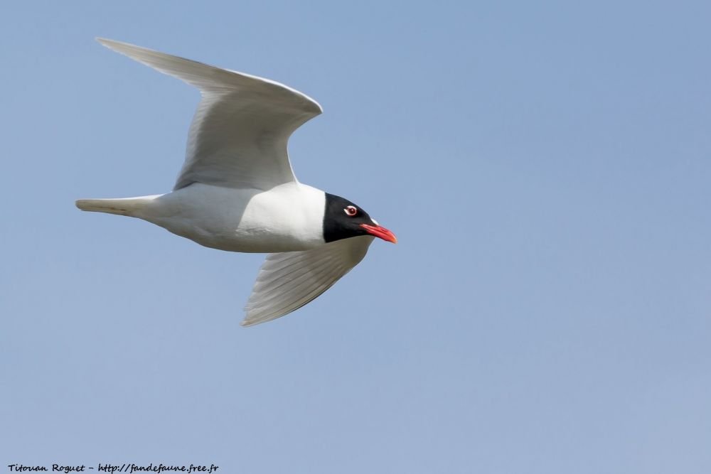 Mouette mélénocéphale