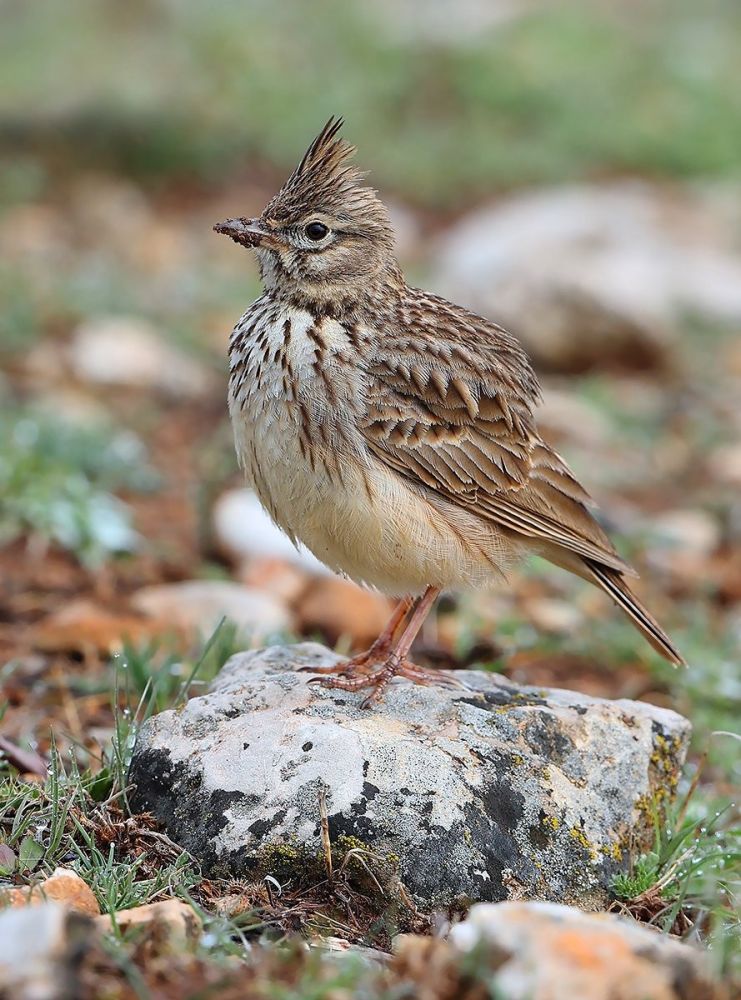 Cochevis de Thékla