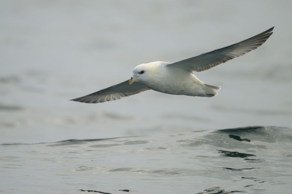 Fulmar boréal