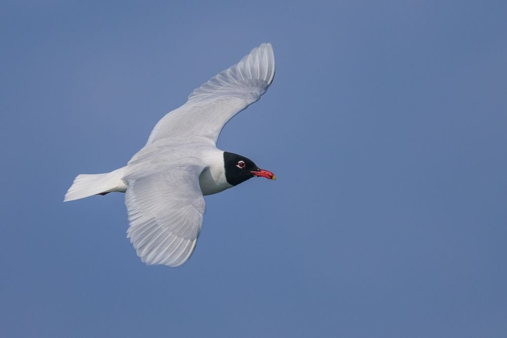 Mouette mélanocéphale