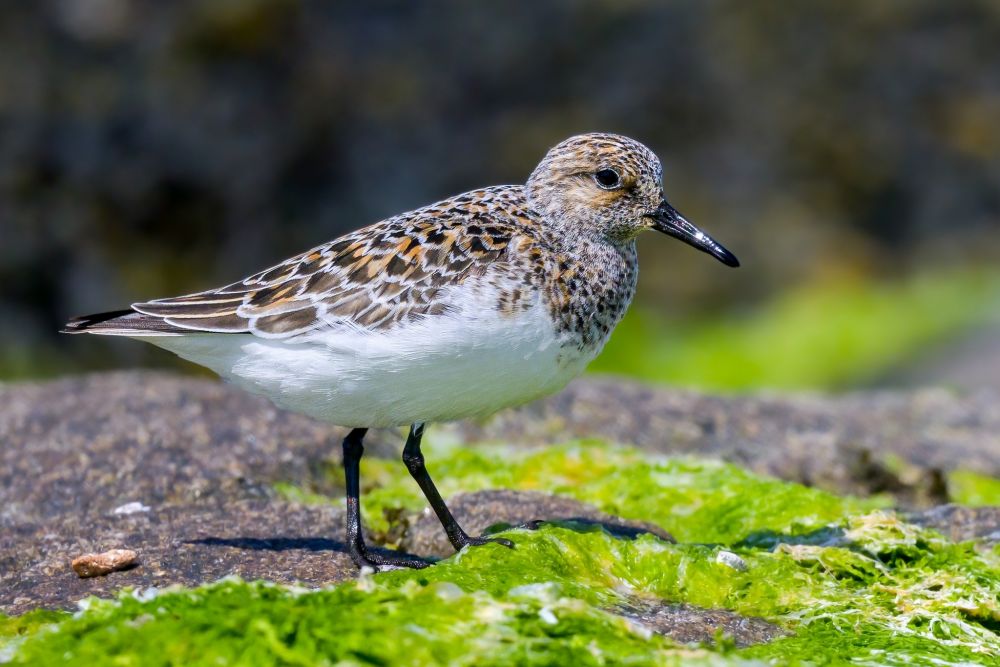 Bécasseau sanderling