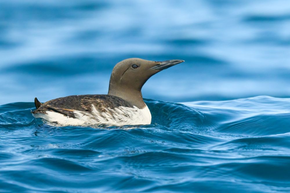 Guillemot de Troïl