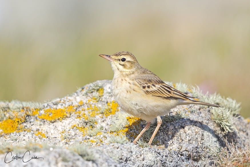 Pipit rousseline