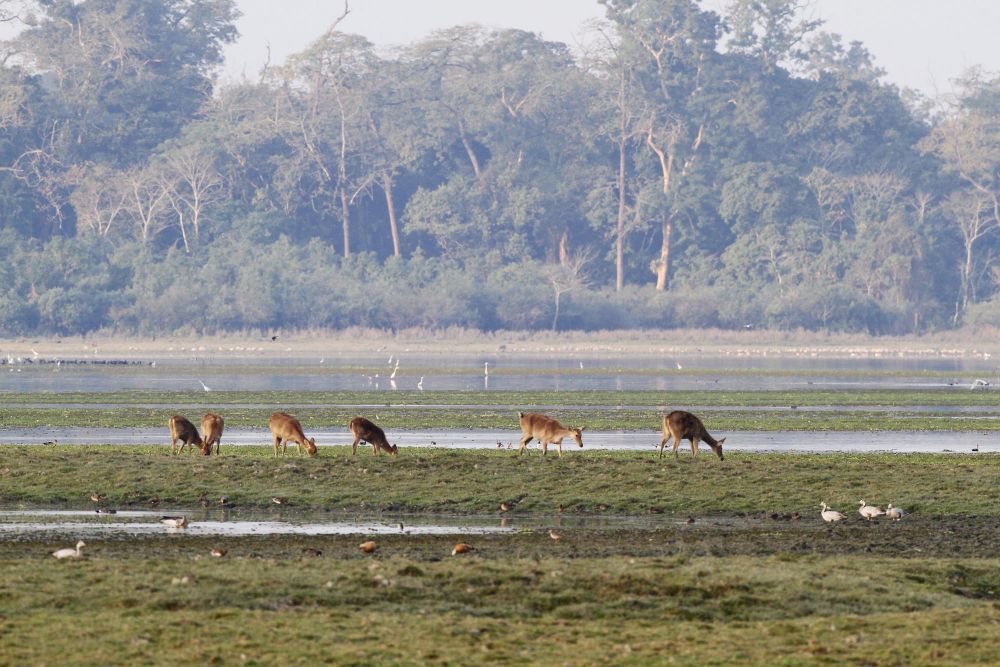 Cerfs de Duvaucel - Kaziranga