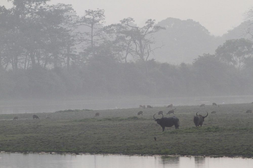 Buffles d'eau - Kaziranga