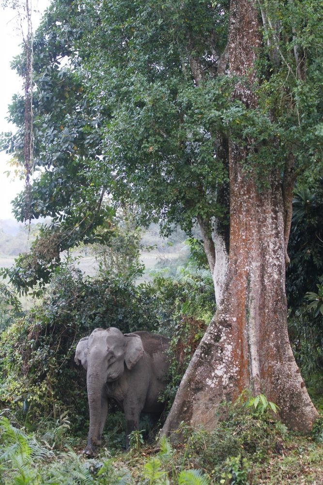 Elephant sauvage d'Asie - Kaziranga