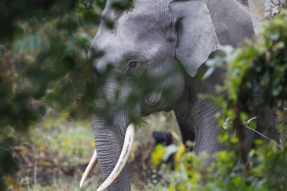 Elephant sauvage d'Asie - Kaziranga